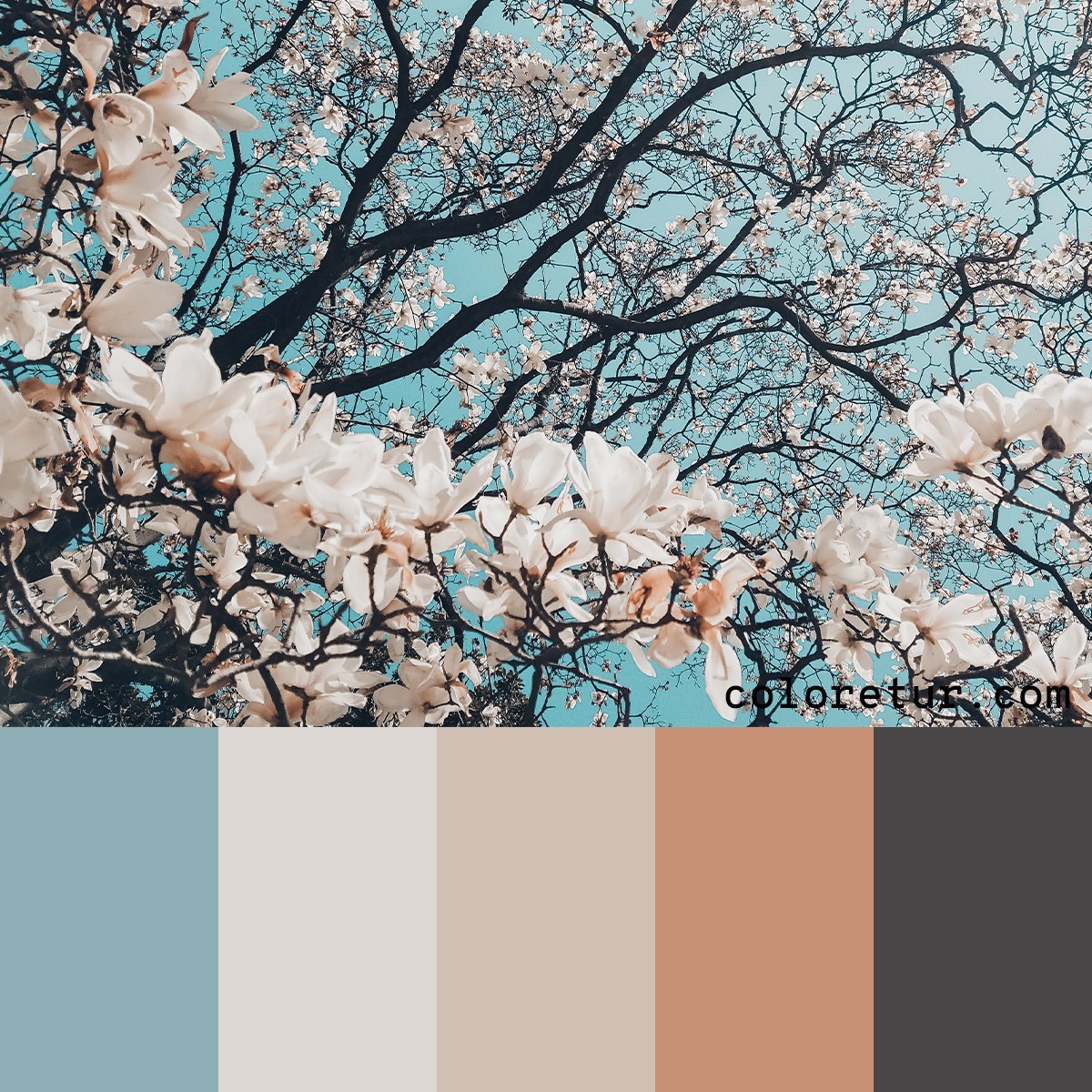 Blossom color palette