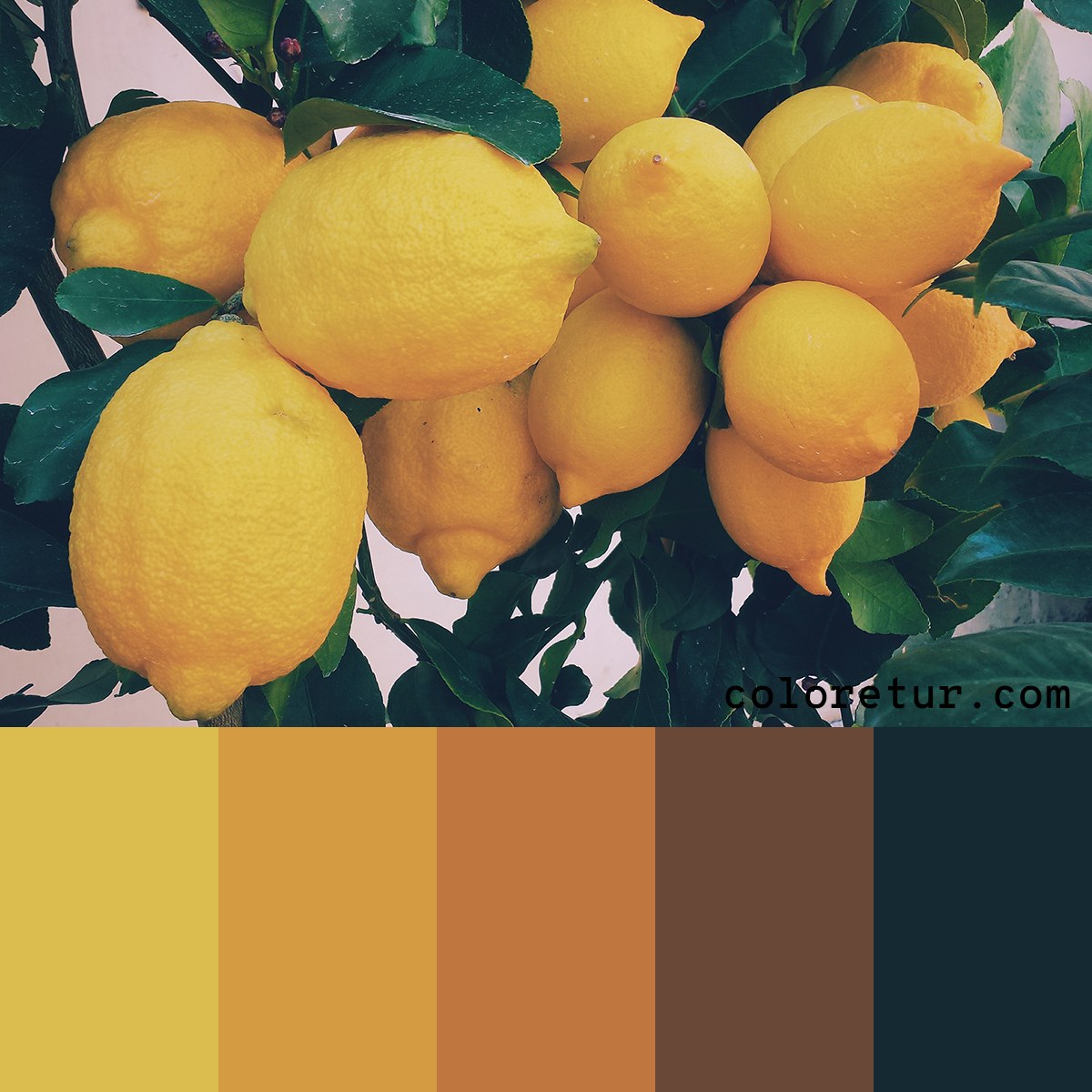 A palette from a bunch of lemons