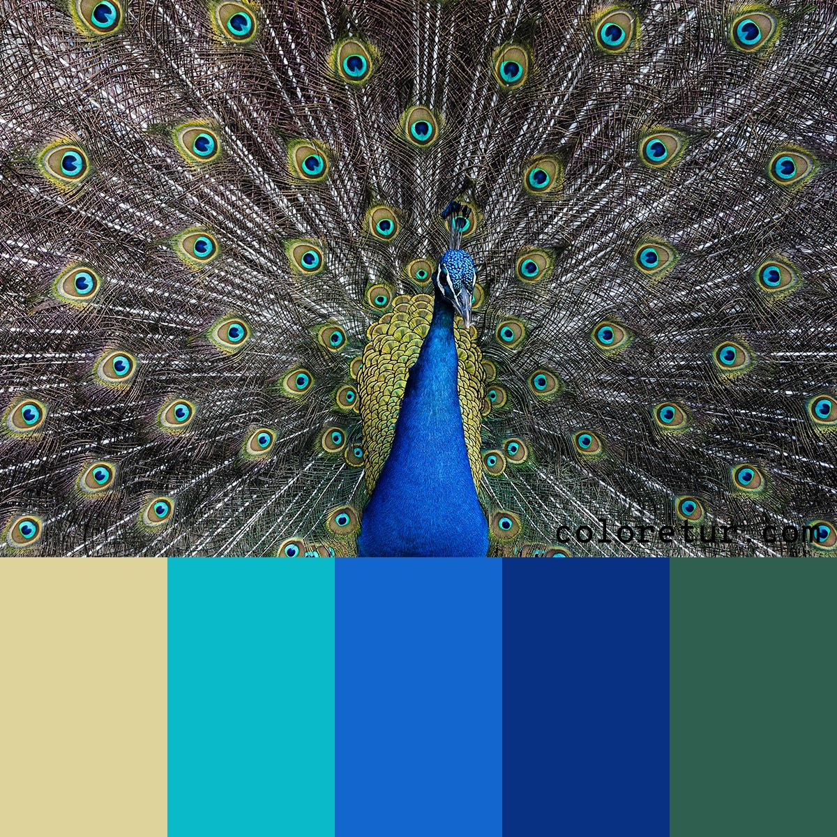 bright peacock plumage to inspire a color palette