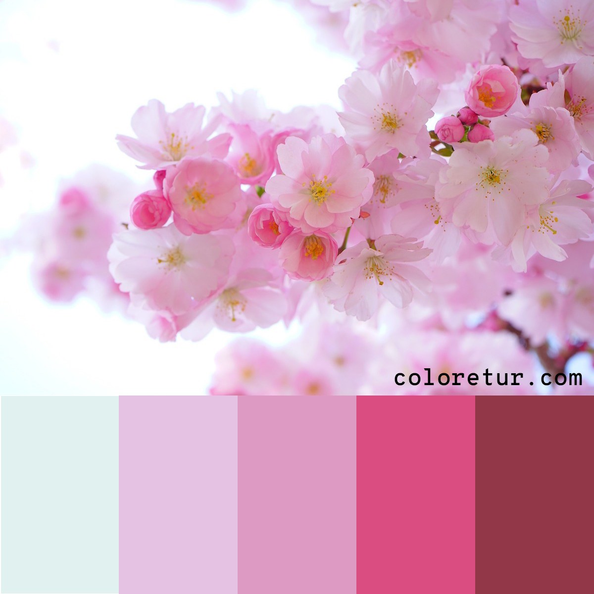 Pale pink cherry blossoms make a delicate color palette.