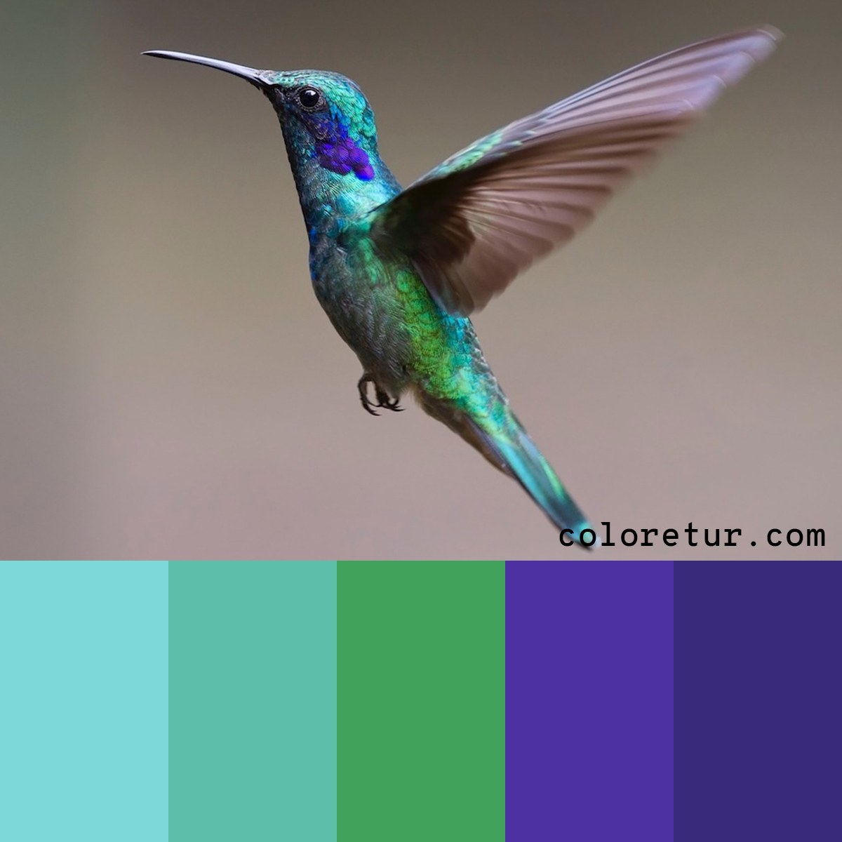 A bright, iridescent palette from the vibrant wings of a hummingbird.