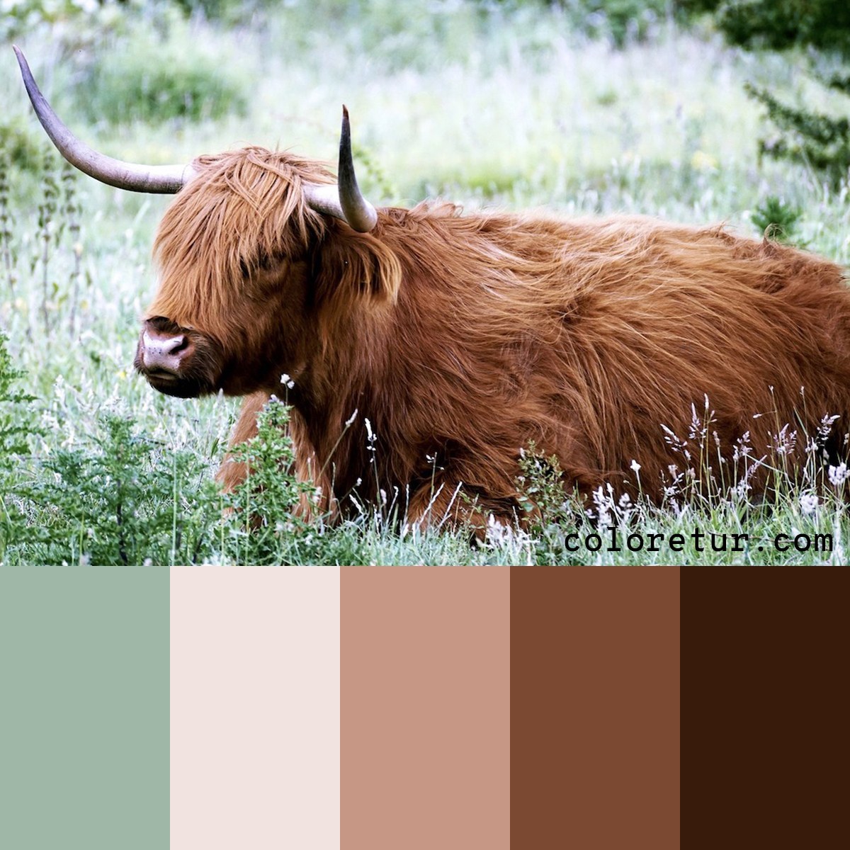 A warm, calm palette from the hair of a Scottish Highlander Cow.