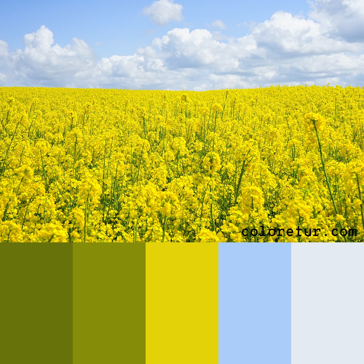 Green and yellow swatches pulled from flowering canola fields
